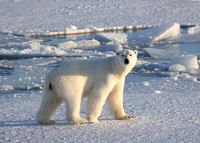 Polar bear standing on ice, Svalbard, Norway