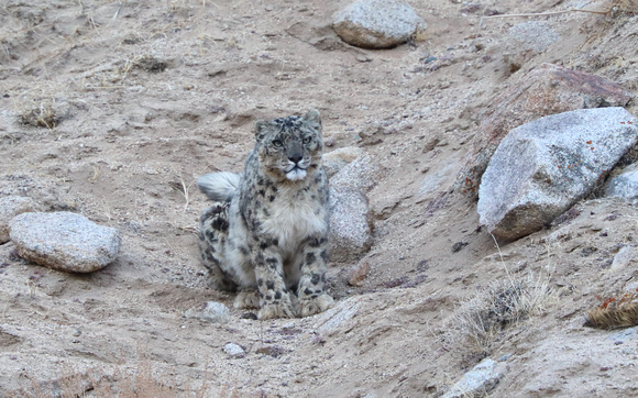 Snow leopard staring, Ladakh, India