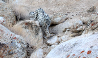 India: Snow Leopards