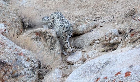 Snow leopard on the move (2), Ladakh, India