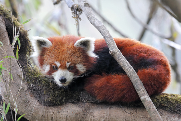 Red panda on tree limb, Singalila National Park, West Bengal, India
