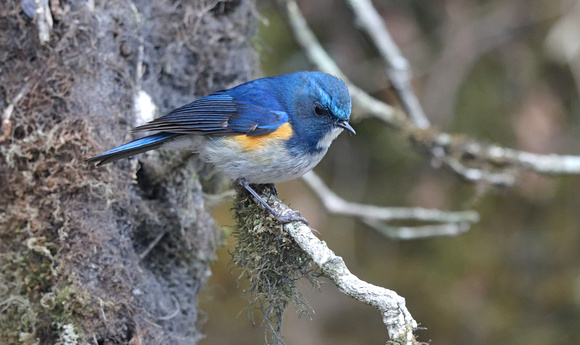 Himalayan Bluetail, Singailia National Park, West Bengal, India