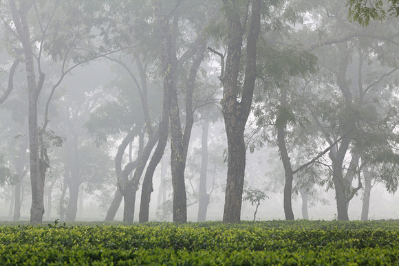 Tea estate on foggy morning, Assam, India