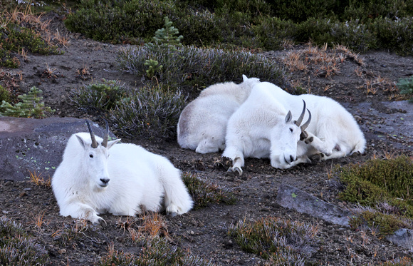 Mountain goats resting, Mt. Rainier National Park, Washington