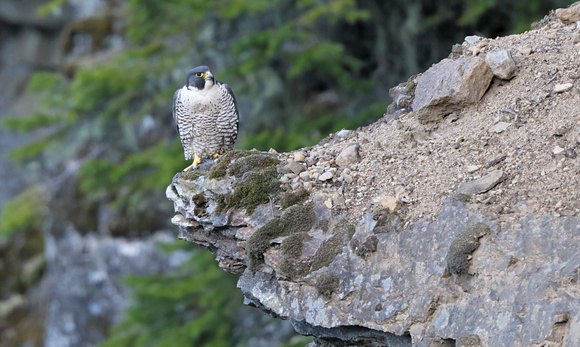 Peregrine Falcon perched on cliff edge, Gifford Pinchot National Forest, Washington