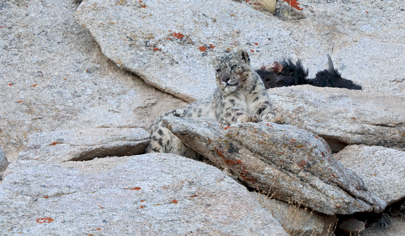 Snow leopard at kill (3), Ladakh, India
