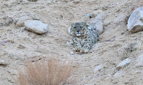 Snow leopard staring (3), Ladakh, India