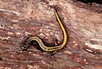Larch Mountain salamander (Plethodon larselli), Gifford Pinchot National Forest, Washington