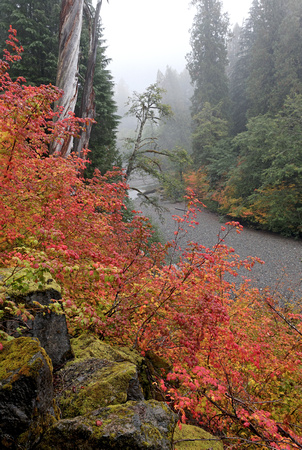 Autumn vine-maples and Ohanapecosh River, Mt. Rainier National Park