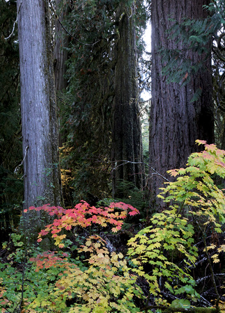 Red vine-maple shrub and old-growth forest, Mt. Rainier National Park