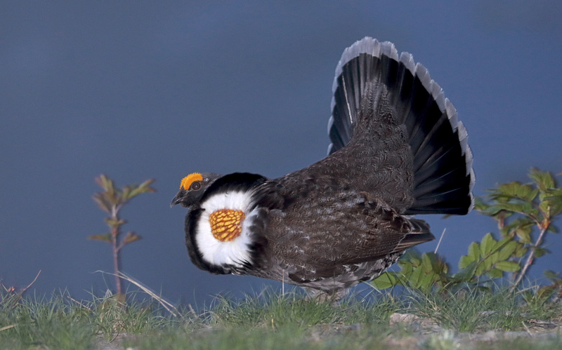 Tom Kogut Photography | Pacific Northwest: Birds