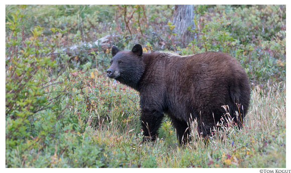 Black bear, cinnamon color phase, Mt. Rainier Nat. Park, Washington