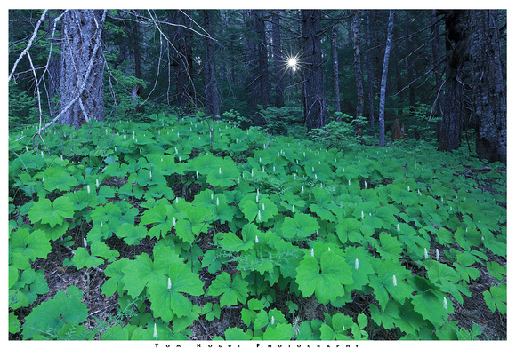 Vanilla-leaf plants in forest understory with sunstar, Nickel Creek, Mt. Rainier Natinonal Park