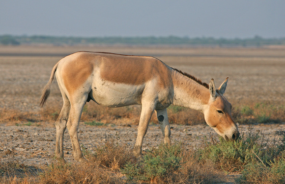 Indian Wild Ass, Dhangadra Wild Ass Sanctuary, Gujarat, India