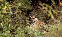 Female tiger, Bandhavgarh National Park, Madhya Pradesh, India