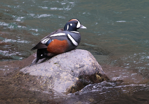 Harlequin Duck male resting on rock, Ohanapecosh River, Mt. Rainier NP, Washington