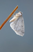 Dewy moth, Bear Prairie wetland, Gifford Pinchot National Forest, Washington