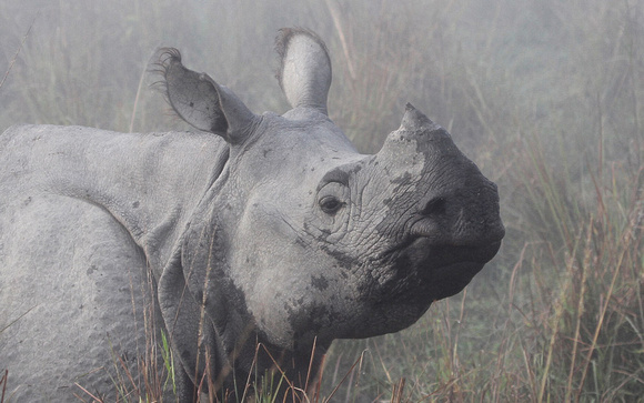 XX Indian one-horned rhino, Kaziranga National Park, India