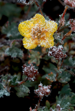 Shrubby Cinquefoil flower with snow, Mt. Rainier National Park, Washington