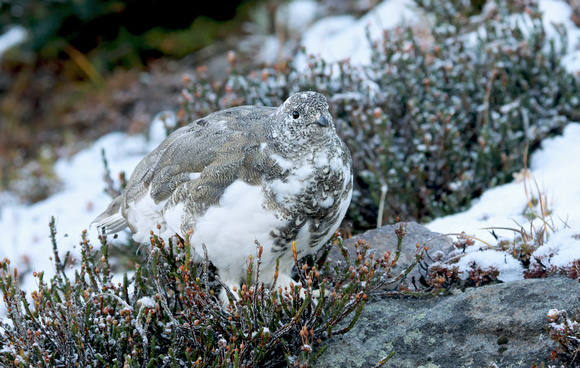 White-tailed Ptarmigan juvenile, Mt. Rainier National Park, Washington