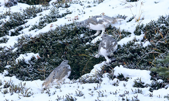 White-tailed Ptarmigan juveniles (3), Mt. Rainier National Park, Washington