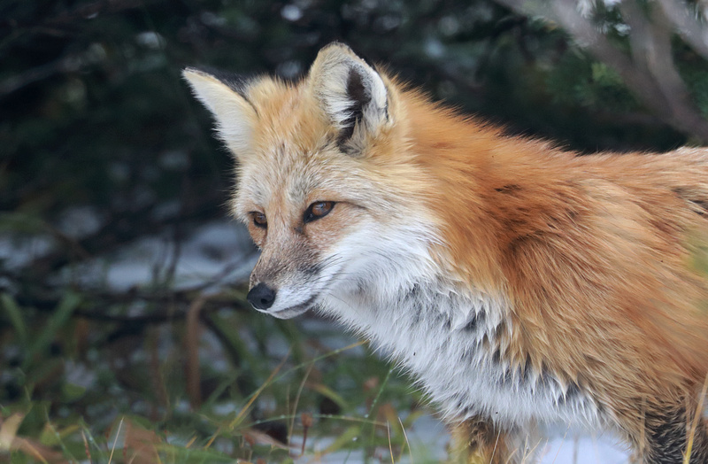 Tom Kogut Photography | Pacific Northwest: Wildlife (except Birds)