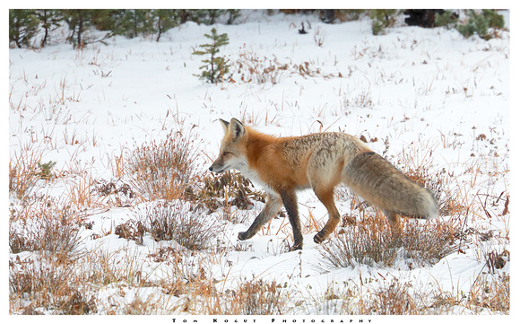 Cascade red fox, Sunrise area, MRNP