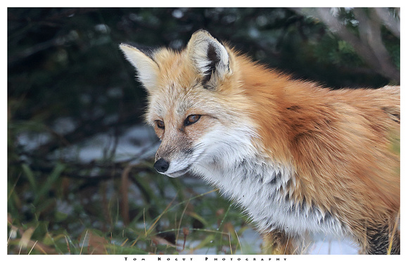 Cascade red fox closeup, Sunrise area, MRNP
