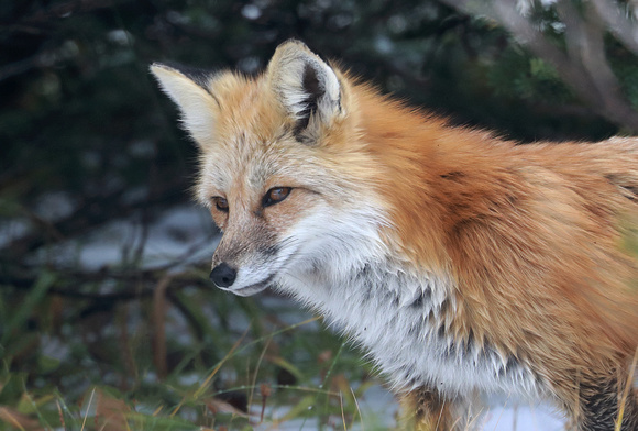 Cascade red fox, Mt. Rainier National Park, Washington