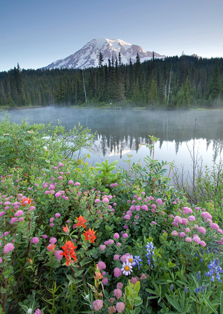 Mt. Rainier and wildflowers, Reflection Lakes, Mt. Rainier National Park, Washington