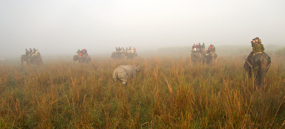 Indian one-horned rhino and tourists, Kaziranga National Park, Assam, India