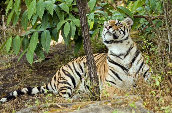 Tiger looking up, Bandhavgarh National Park, India