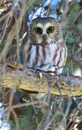 Northern Saw-whet Owl, eastern Washington