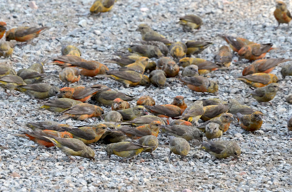 Red Crossbills consuming grit on driveway, Packwood, Washington