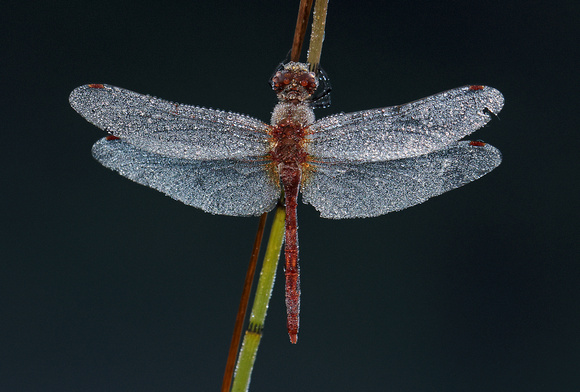 Dewy Striped Meadowhawk dragonfly, Gifford Pinchot National Forest, Washington