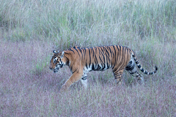 Female tiger crossing meadow, Kanha National Park, India