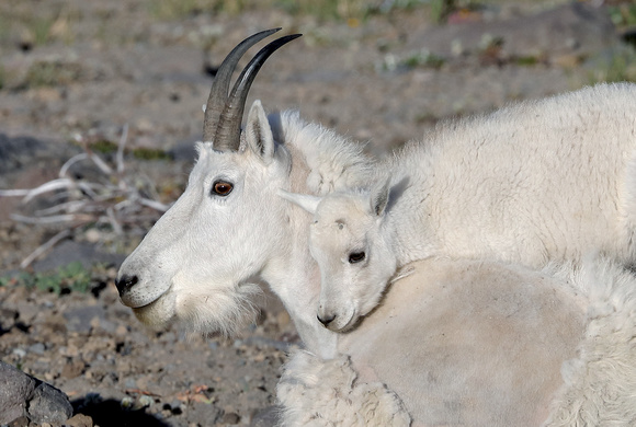 Mountain goat female and kid, Mt. Rainier NP