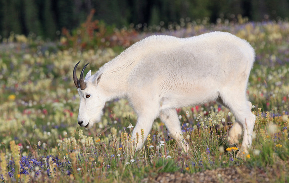 Mountain goat in flower meadow, Mt. Rainier NP
