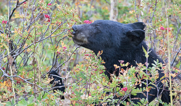 Black bear eating mountain-ash berries, Mt. Rainier NP