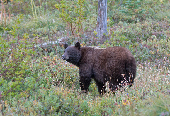 Cinnamon-phase black bear in meadow, Mt. Rainier NP