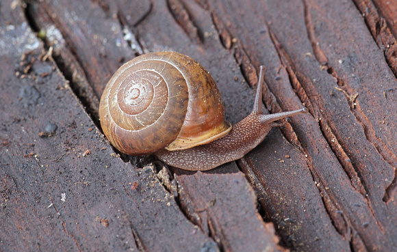 Puget Oregonian snail (Cryptomastix devia), Gifford Pinchot National Forest, Washington