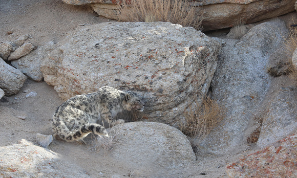 Snow leopard on high alert, Ladakh, India