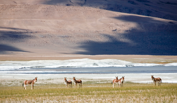 Kiangs (Tibetan wild ass), Tso Kar salt lake, Ladakh, Jammu and Kashmir, India