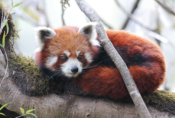 Red panda on tree limb, Singalila National Park, West Bengal, India