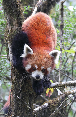 Red panda descending tree, Singalila National Park, India