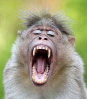 Bonnet macaque yawning, Kerala, India