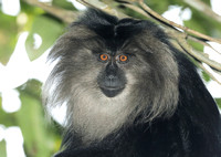 Lion-tailed macaque, Silent Valley National Park, Kerala, India