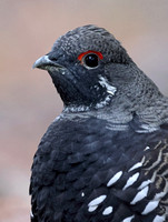 Spruce Grouse male closeup, eastern Washington