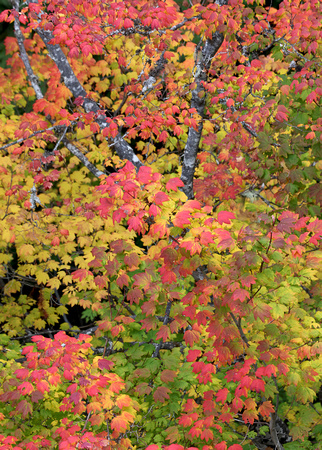 Fall vine-maple color, Stevens Canyon Road, Mt. Rainier National Park