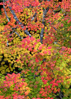 Fall vine-maple color, Mt. Rainier National Park, Washington